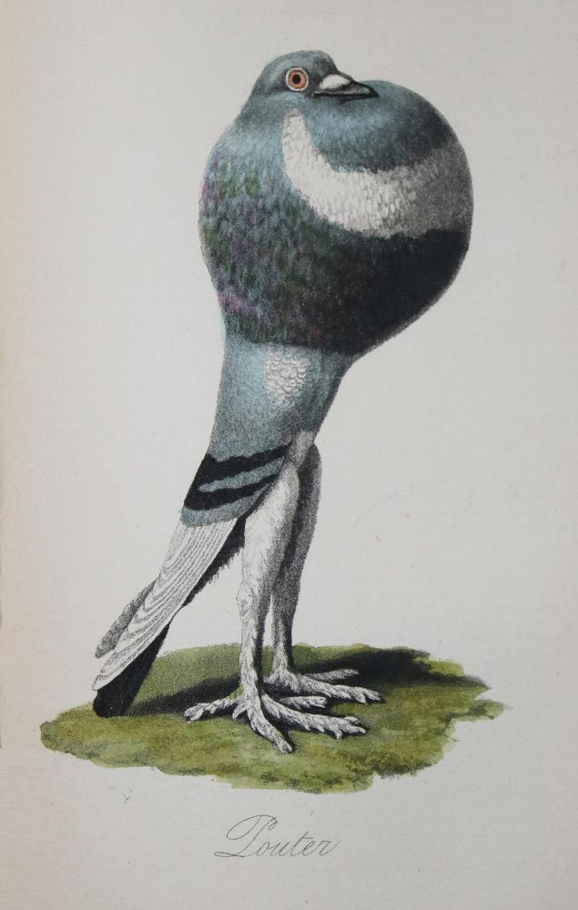Große Abbildung Nr.2: 142-2024 Eaton,J.M.: (Zoologie, Vögel, Tauben)