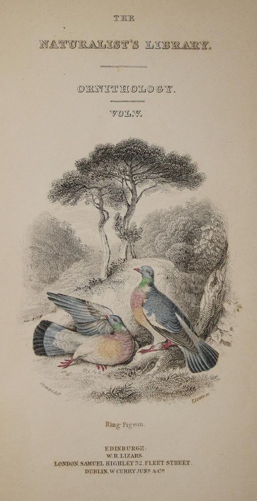 Große Abbildung Nr.6: 142-2024 Eaton,J.M.: (Zoologie, Vögel, Tauben)