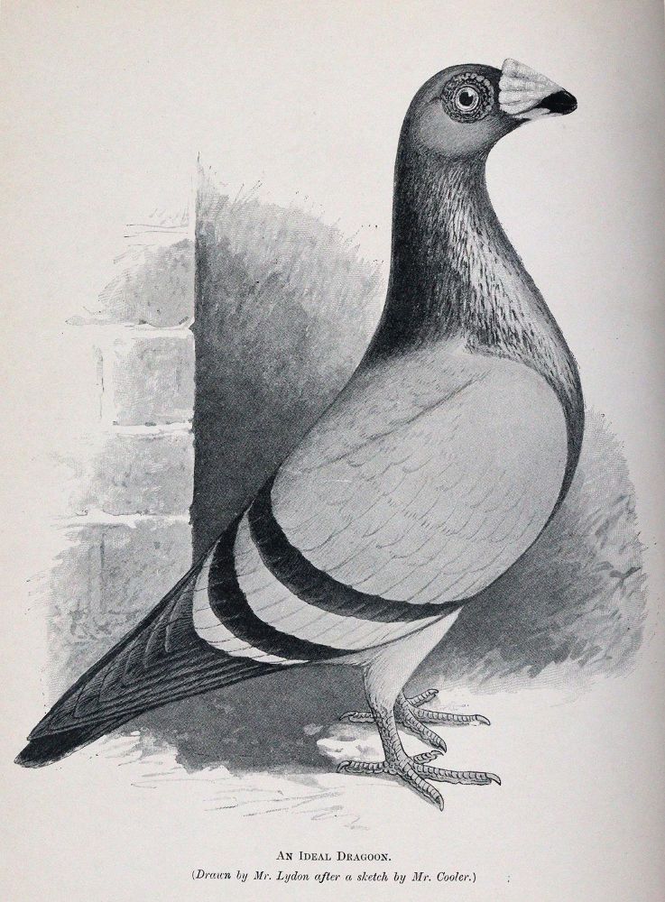 Große Abbildung Nr.2: 142-2025 Fletcher,W.R.: (Zoologie, Vögel, Tauben)