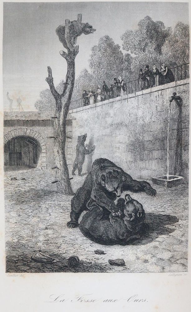 Große Abbildung Nr.2: 142-2026 Fulton,R.: (Zoologie, Vögel, Tauben)