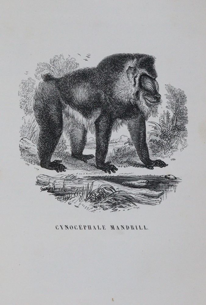 Große Abbildung Nr.3: 142-2026 Fulton,R.: (Zoologie, Vögel, Tauben)