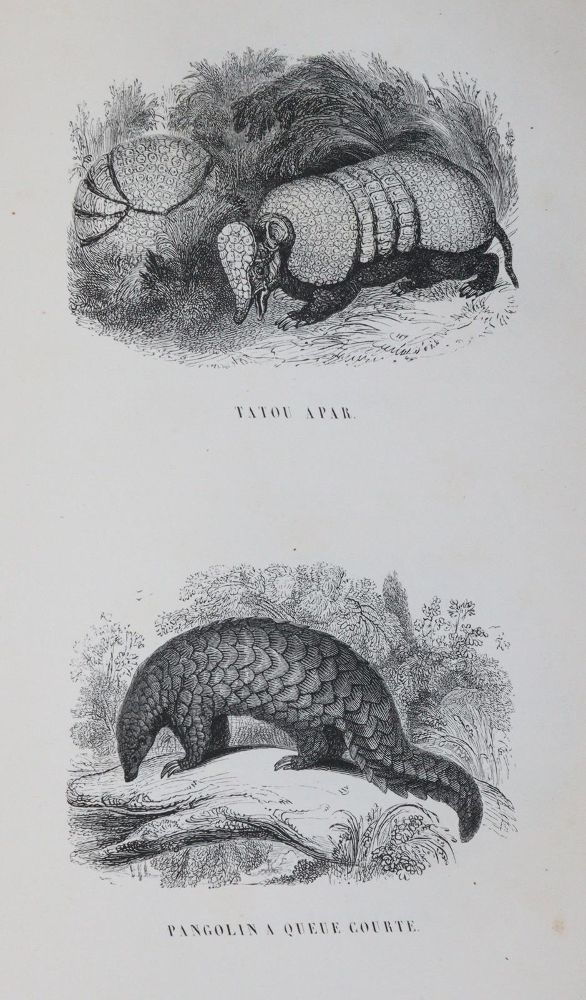Große Abbildung Nr.4: 142-2026 Fulton,R.: (Zoologie, Vögel, Tauben)