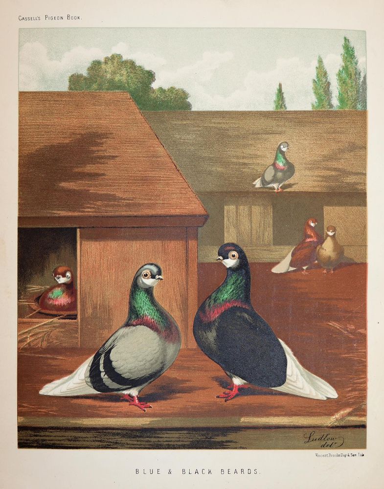 Große Abbildung Nr.3: 142-2027 Fulton,R.: (Zoologie, Vögel, Tauben)