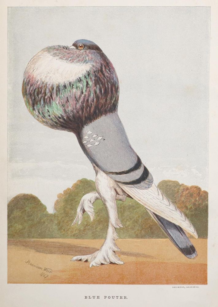 Große Abbildung Nr.1: 142-2028 Fulton,R.: (Zoologie, Vögel, Tauben)