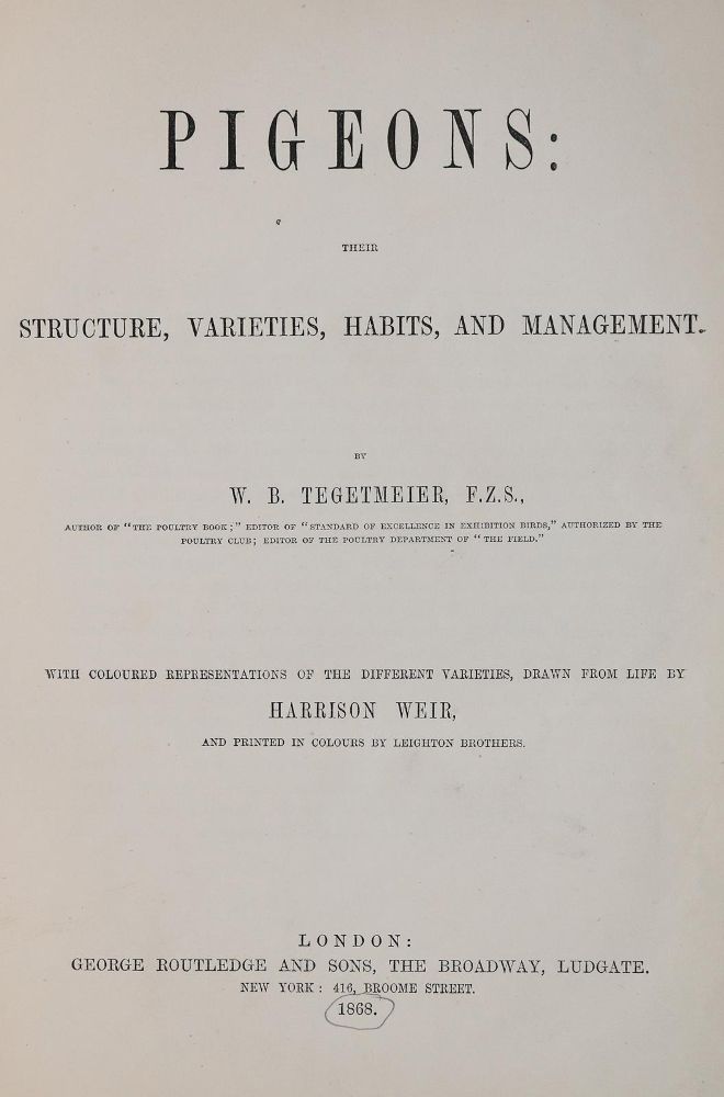 Große Abbildung Nr.2: 142-2028 Fulton,R.: (Zoologie, Vögel, Tauben)