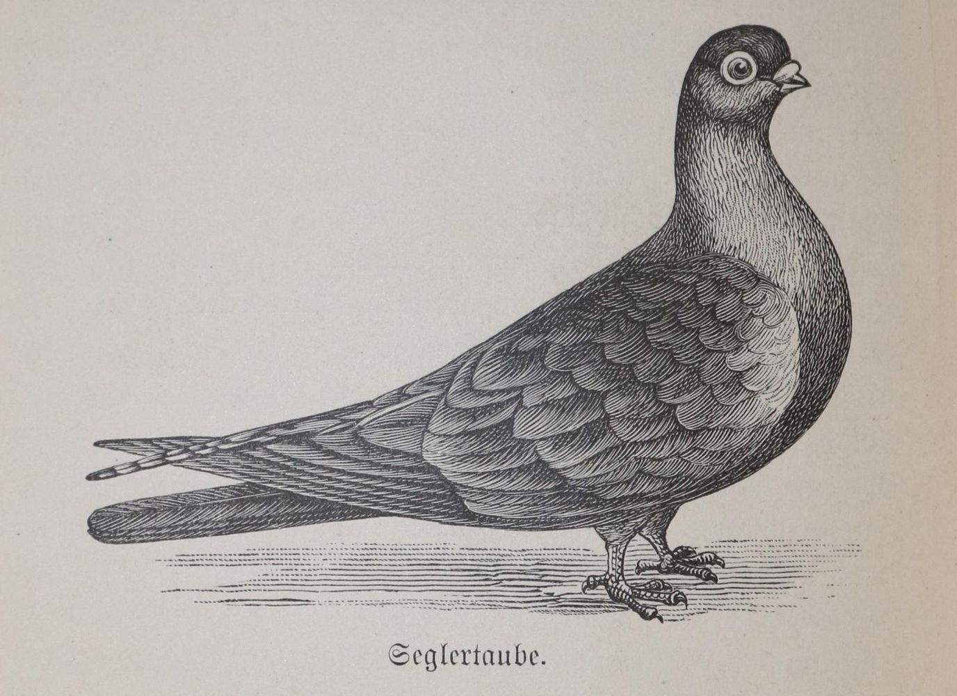 Große Abbildung Nr.1: 142-2030 Hager,A. (Hrsg.): (Zoologie, Vögel, Tauben)