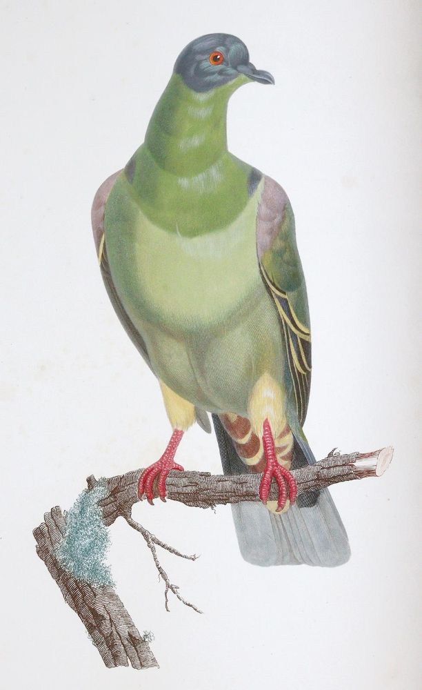 Große Abbildung Nr.1: 142-2031 Knip,A.P.J., C.J.Temminck u. F.Prevost.: (Zoologie, Vögel, Tauben)
