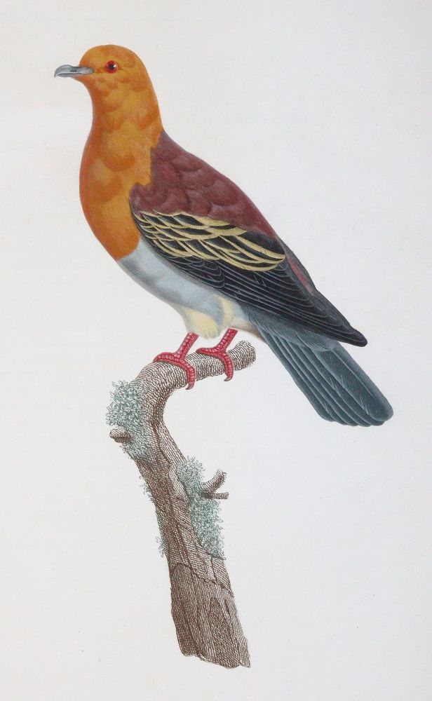 Große Abbildung Nr.2: 142-2031 Knip,A.P.J., C.J.Temminck u. F.Prevost.: (Zoologie, Vögel, Tauben)