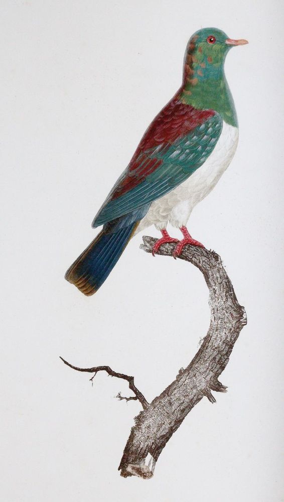 Große Abbildung Nr.4: 142-2031 Knip,A.P.J., C.J.Temminck u. F.Prevost.: (Zoologie, Vögel, Tauben)