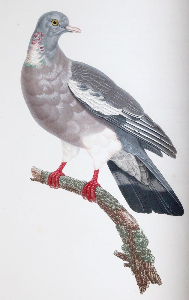 Große Abbildung Nr.5: 142-2031 Knip,A.P.J., C.J.Temminck u. F.Prevost.: (Zoologie, Vögel, Tauben)