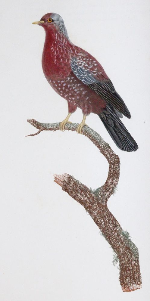 Große Abbildung Nr.6: 142-2031 Knip,A.P.J., C.J.Temminck u. F.Prevost.: (Zoologie, Vögel, Tauben)