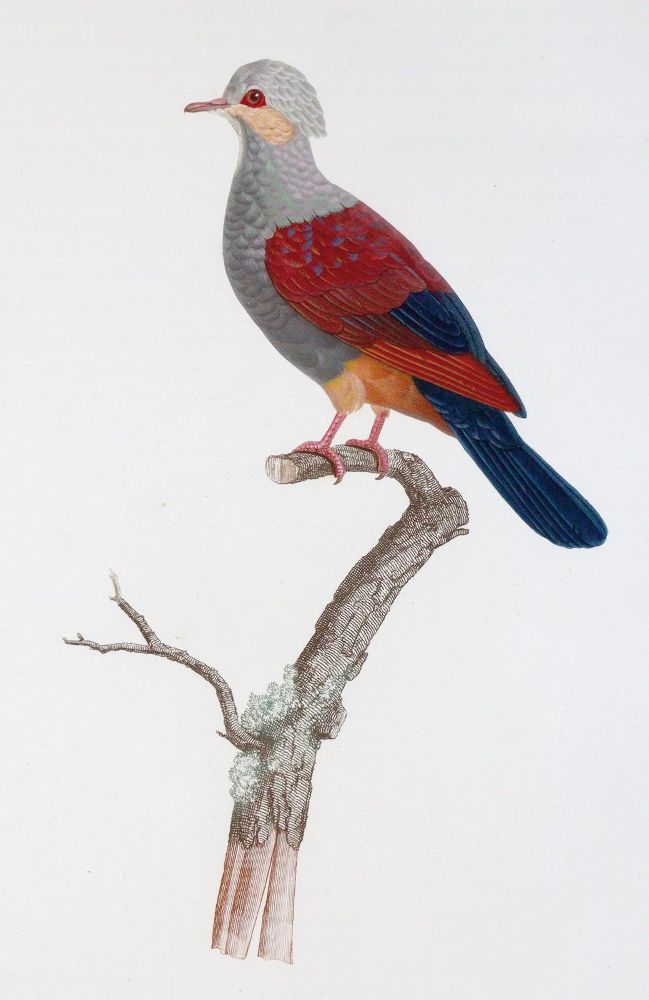 Große Abbildung Nr.7: 142-2031 Knip,A.P.J., C.J.Temminck u. F.Prevost.: (Zoologie, Vögel, Tauben)