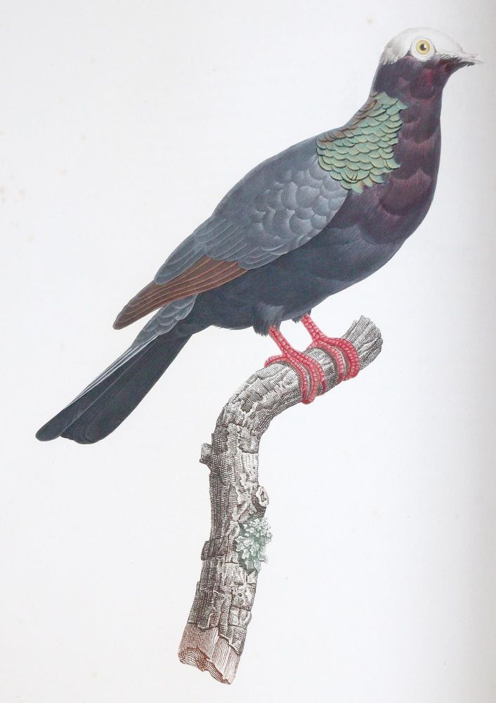 Große Abbildung Nr.8: 142-2031 Knip,A.P.J., C.J.Temminck u. F.Prevost.: (Zoologie, Vögel, Tauben)