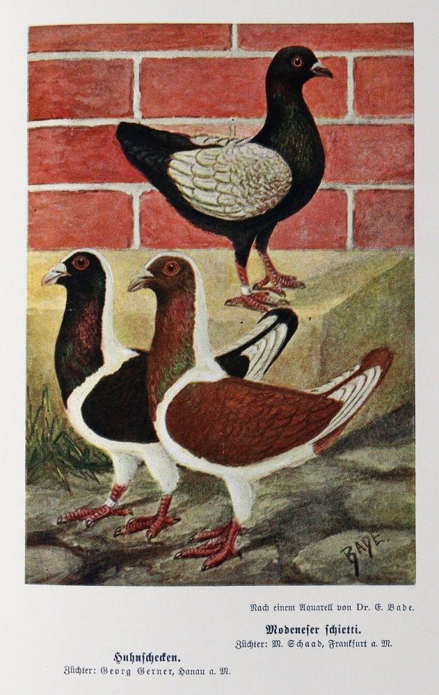 Große Abbildung Nr.2: 142-2032 Lavalle,A. u. M.Lietze.: (Zoologie, Vögel, Tauben)