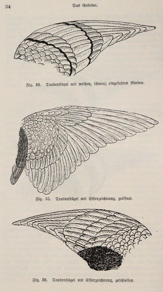 Große Abbildung Nr.3: 142-2032 Lavalle,A. u. M.Lietze.: (Zoologie, Vögel, Tauben)