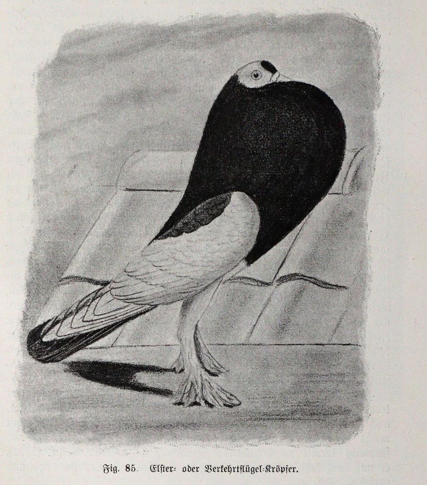 Große Abbildung Nr.4: 142-2032 Lavalle,A. u. M.Lietze.: (Zoologie, Vögel, Tauben)