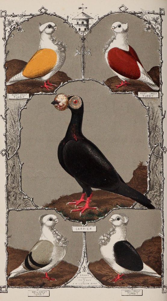 Große Abbildung Nr.2: 142-2034 Ludlow,J.W.: (Zoologie, Vögel, Tauben)