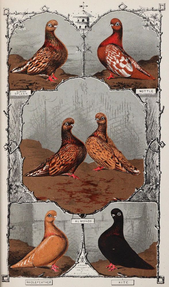Große Abbildung Nr.3: 142-2034 Ludlow,J.W.: (Zoologie, Vögel, Tauben)