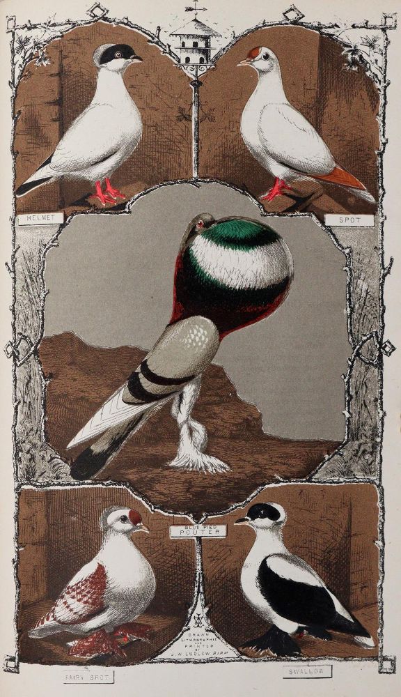 Große Abbildung Nr.4: 142-2034 Ludlow,J.W.: (Zoologie, Vögel, Tauben)