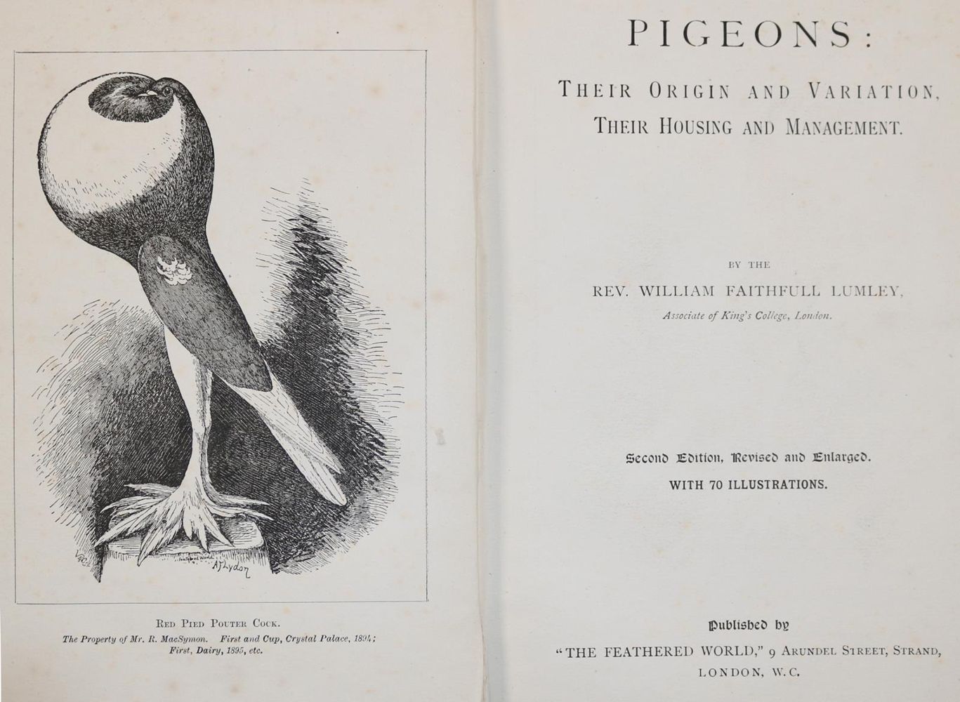 Große Abbildung Nr.1: 142-2035 Lumley,W.F.: (Zoologie, Vögel, Tauben)