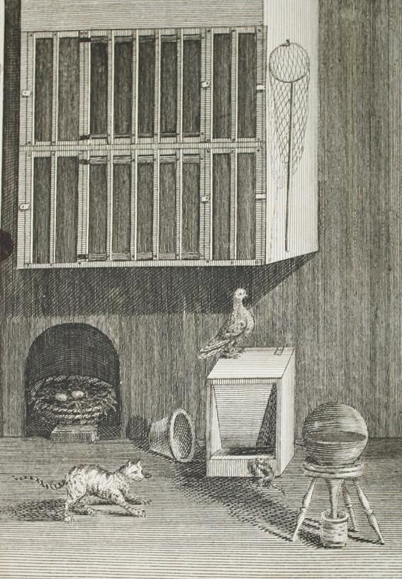 Große Abbildung Nr.1: 142-2037 (Moore,J.).: (Zoologie, Vögel, Tauben)