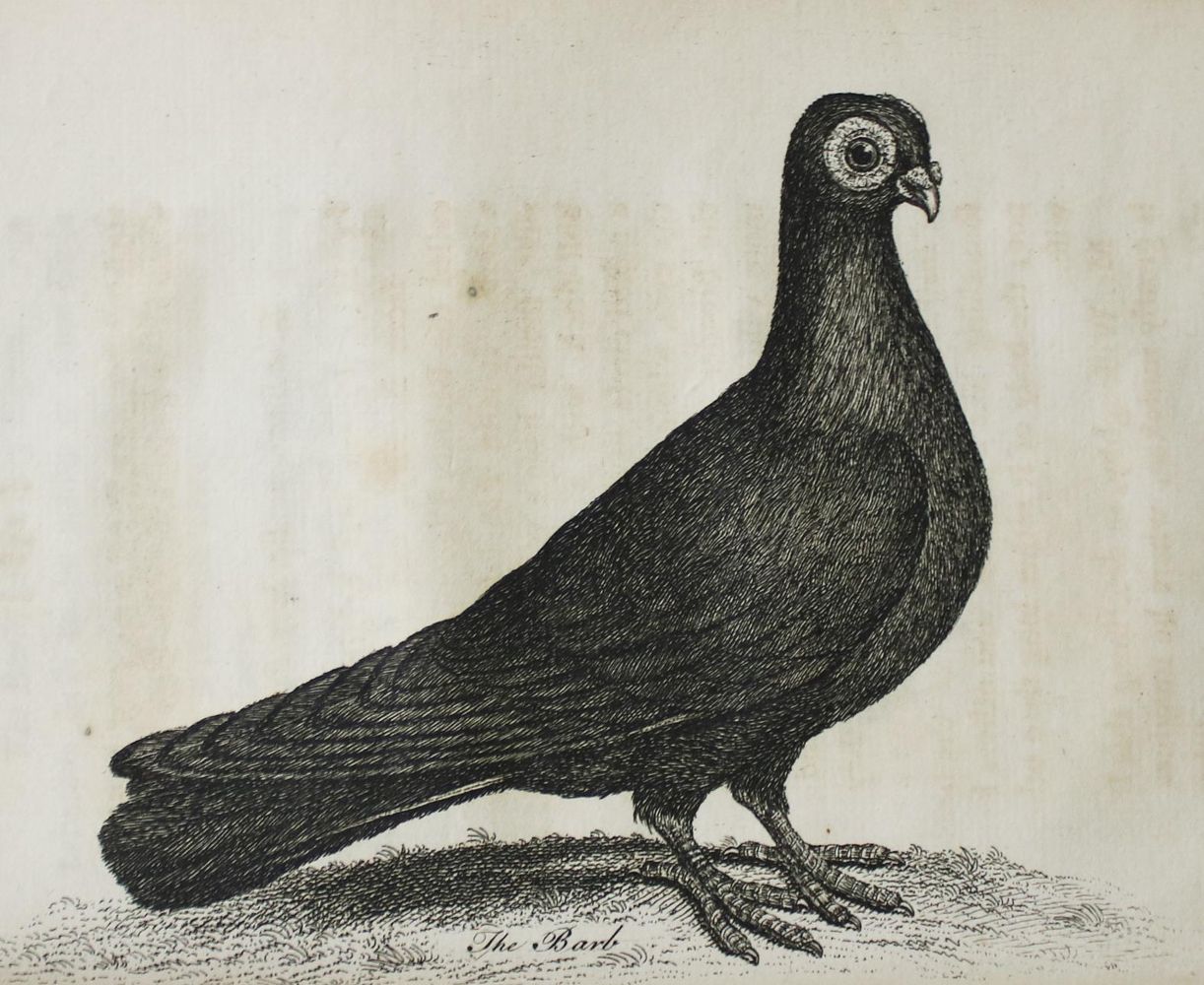 Große Abbildung Nr.2: 142-2037 (Moore,J.).: (Zoologie, Vögel, Tauben)