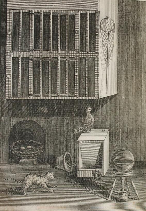 Große Abbildung Nr.1: 142-2038 (Moore,J.).: (Zoologie, Vögel, Tauben)