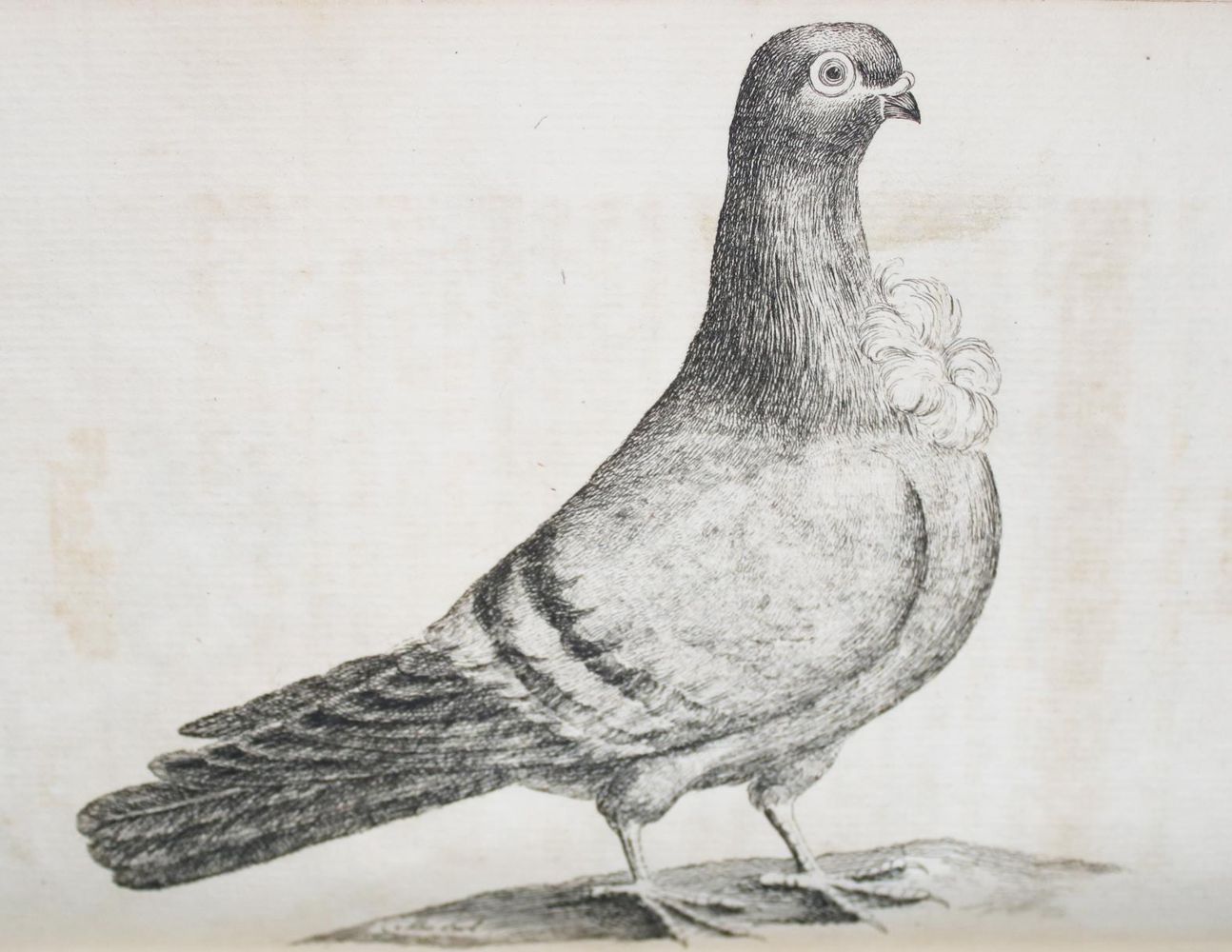 Große Abbildung Nr.2: 142-2038 (Moore,J.).: (Zoologie, Vögel, Tauben)