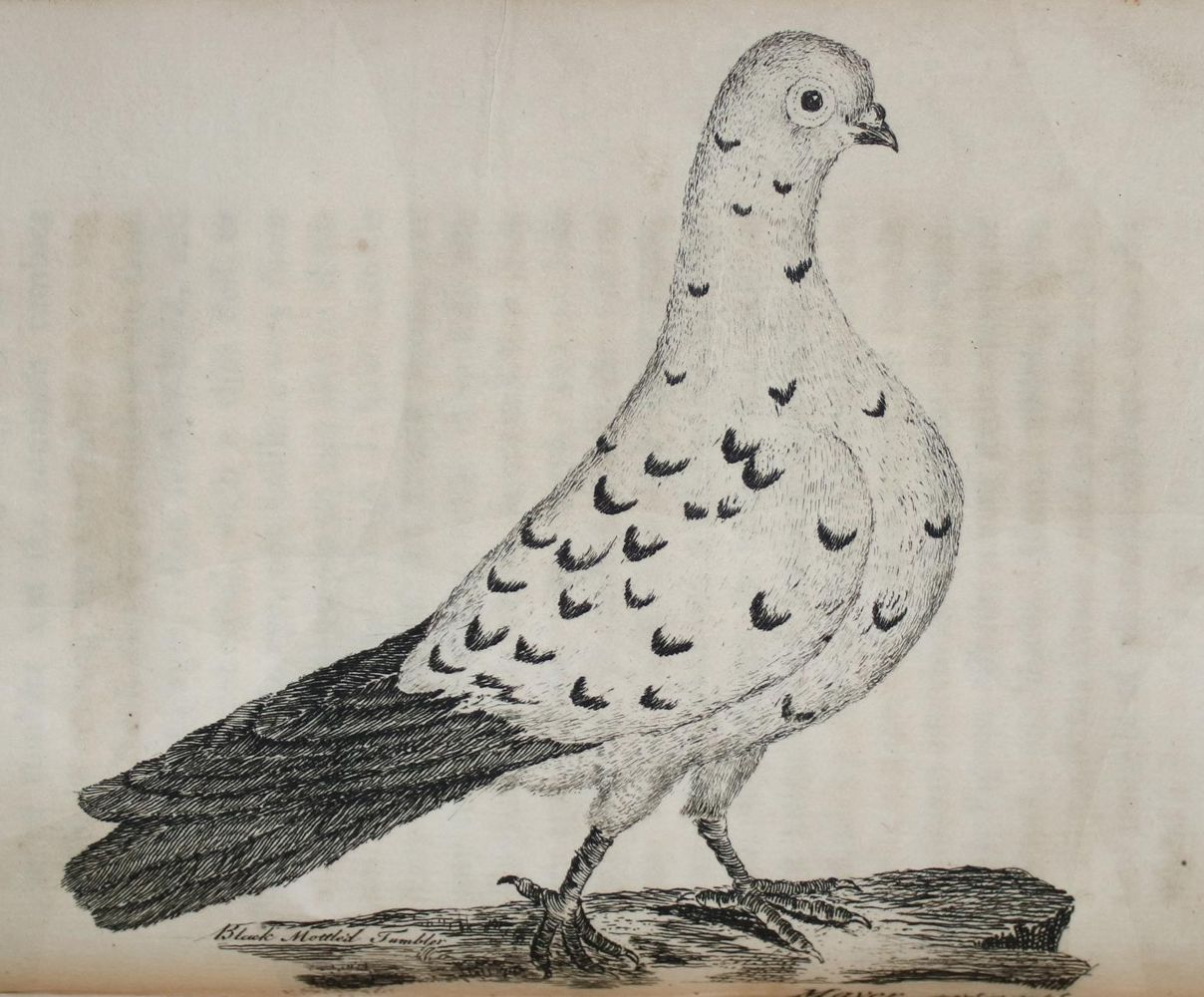 Große Abbildung Nr.3: 142-2038 (Moore,J.).: (Zoologie, Vögel, Tauben)