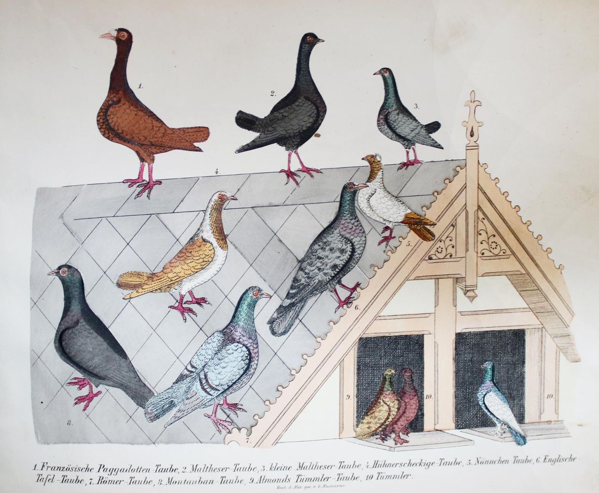 Große Abbildung Nr.3: 142-2039 Neumeister,G.: (Zoologie, Vögel, Tauben)