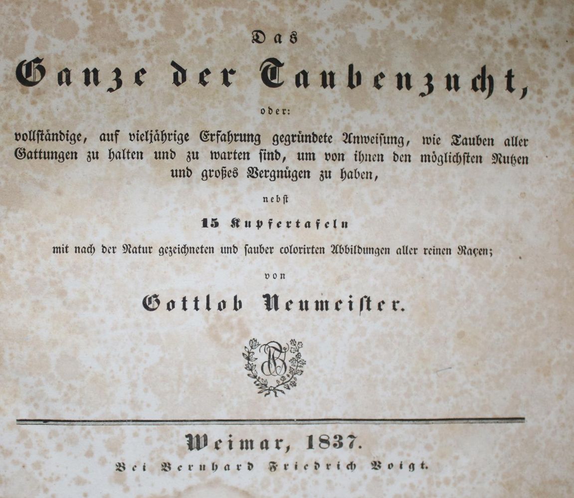Große Abbildung Nr.1: 142-2040 Neumeister,G.: (Zoologie, Vögel, Tauben)