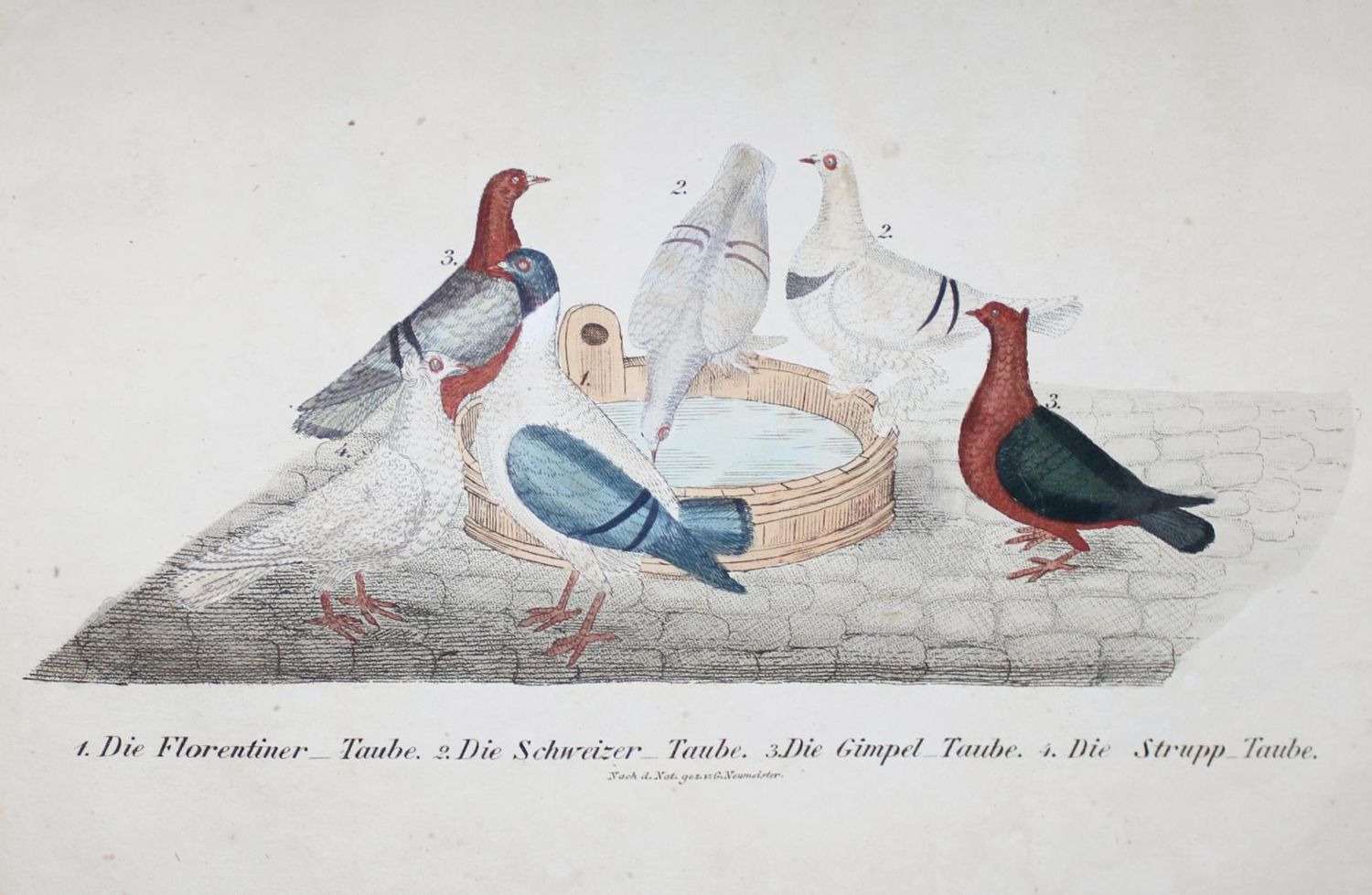 Große Abbildung Nr.2: 142-2040 Neumeister,G.: (Zoologie, Vögel, Tauben)
