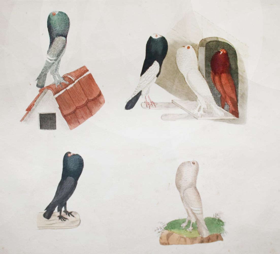 Große Abbildung Nr.3: 142-2040 Neumeister,G.: (Zoologie, Vögel, Tauben)