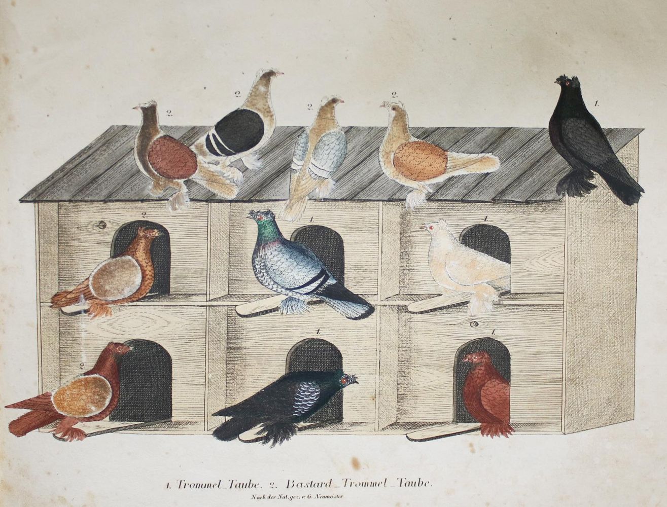 Große Abbildung Nr.4: 142-2040 Neumeister,G.: (Zoologie, Vögel, Tauben)