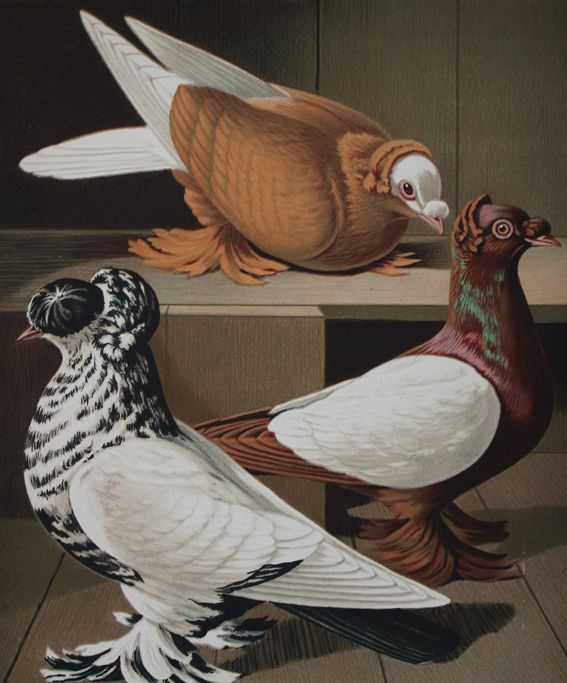 Große Abbildung Nr.1: 142-2041 Prütz,G.: (Zoologie, Vögel, Tauben)