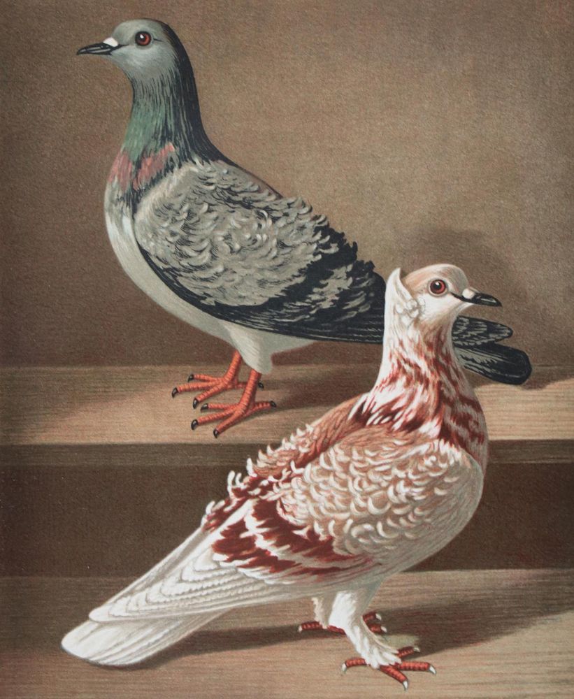 Große Abbildung Nr.2: 142-2041 Prütz,G.: (Zoologie, Vögel, Tauben)