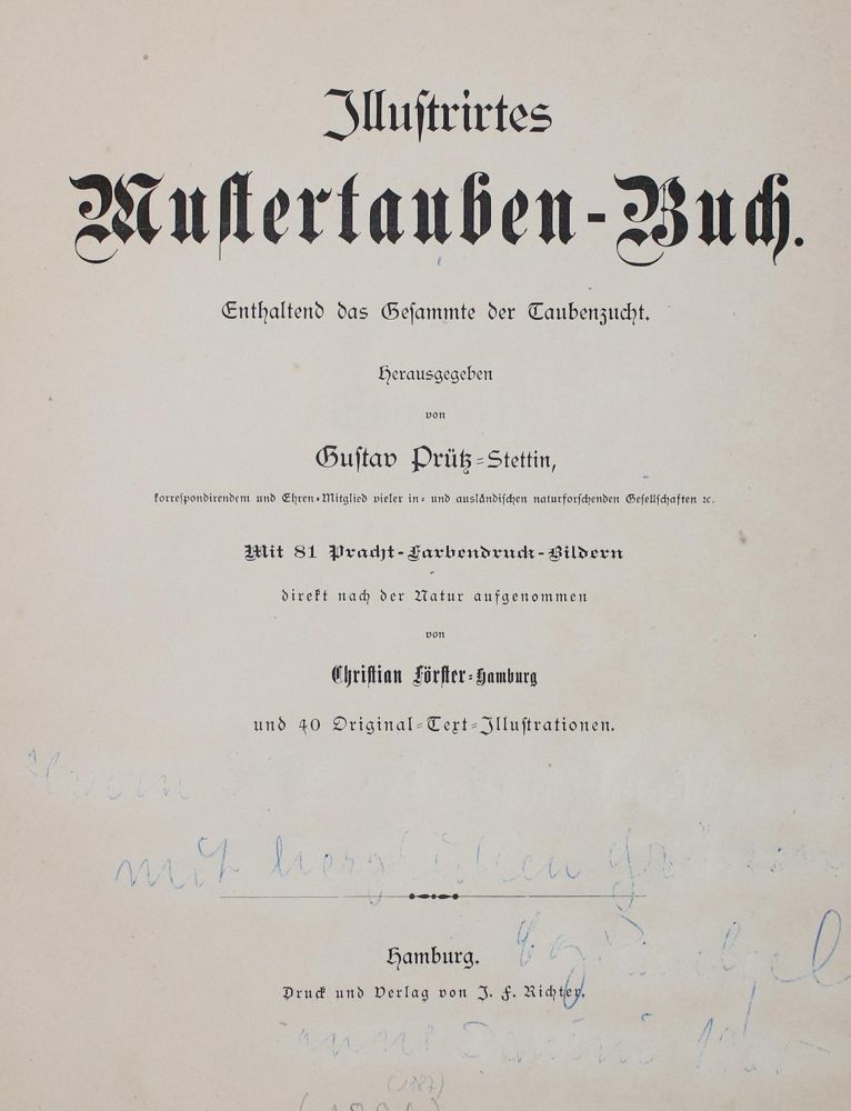 Große Abbildung Nr.3: 142-2041 Prütz,G.: (Zoologie, Vögel, Tauben)