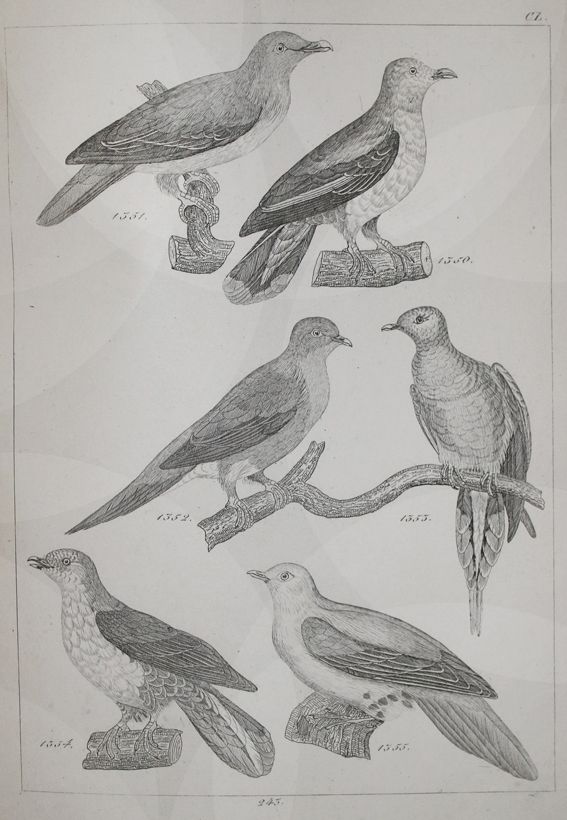 Große Abbildung Nr.1: 142-2042 Reichenbach,H.G.L.: (Zoologie, Vögel, Tauben)