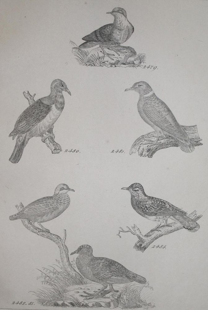 Große Abbildung Nr.2: 142-2042 Reichenbach,H.G.L.: (Zoologie, Vögel, Tauben)