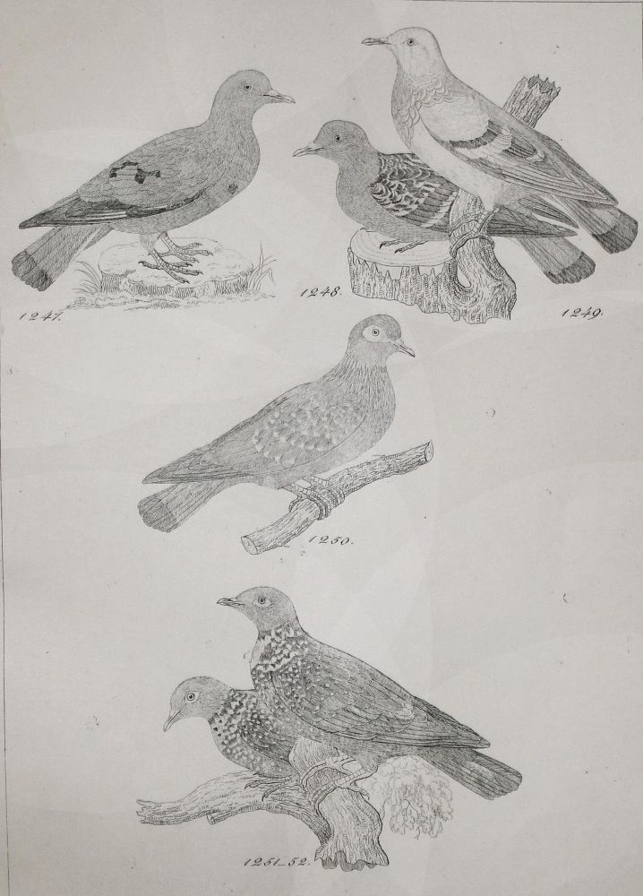 Große Abbildung Nr.3: 142-2042 Reichenbach,H.G.L.: (Zoologie, Vögel, Tauben)