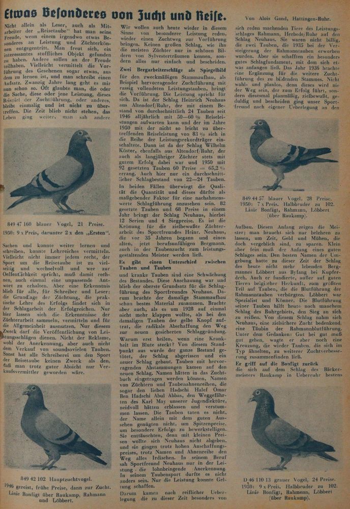 Große Abbildung Nr.2: 142-2043 Reisetaube, Die.: (Zoologie, Vögel, Tauben)