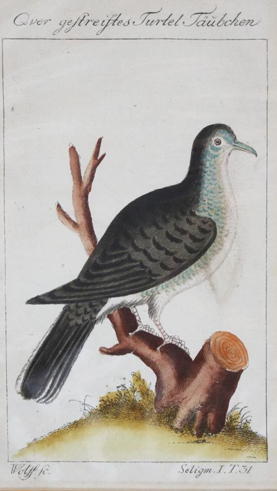 Große Abbildung Nr.1: 142-2044 Russische Tümmler.: (Zoologie, Vögel, Tauben)
