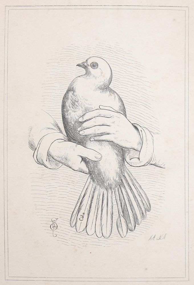Große Abbildung Nr.1: 142-2045 Ruß,K.: (Zoologie, Vögel, Tauben)