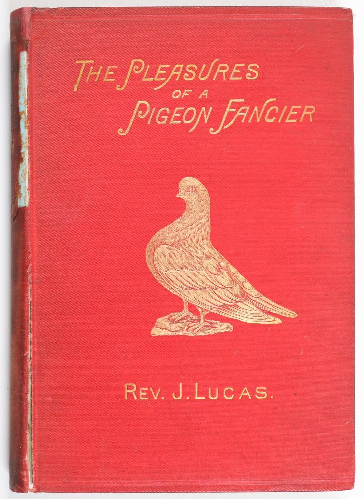 Große Abbildung Nr.21: 142-2045 Ruß,K.: (Zoologie, Vögel, Tauben)
