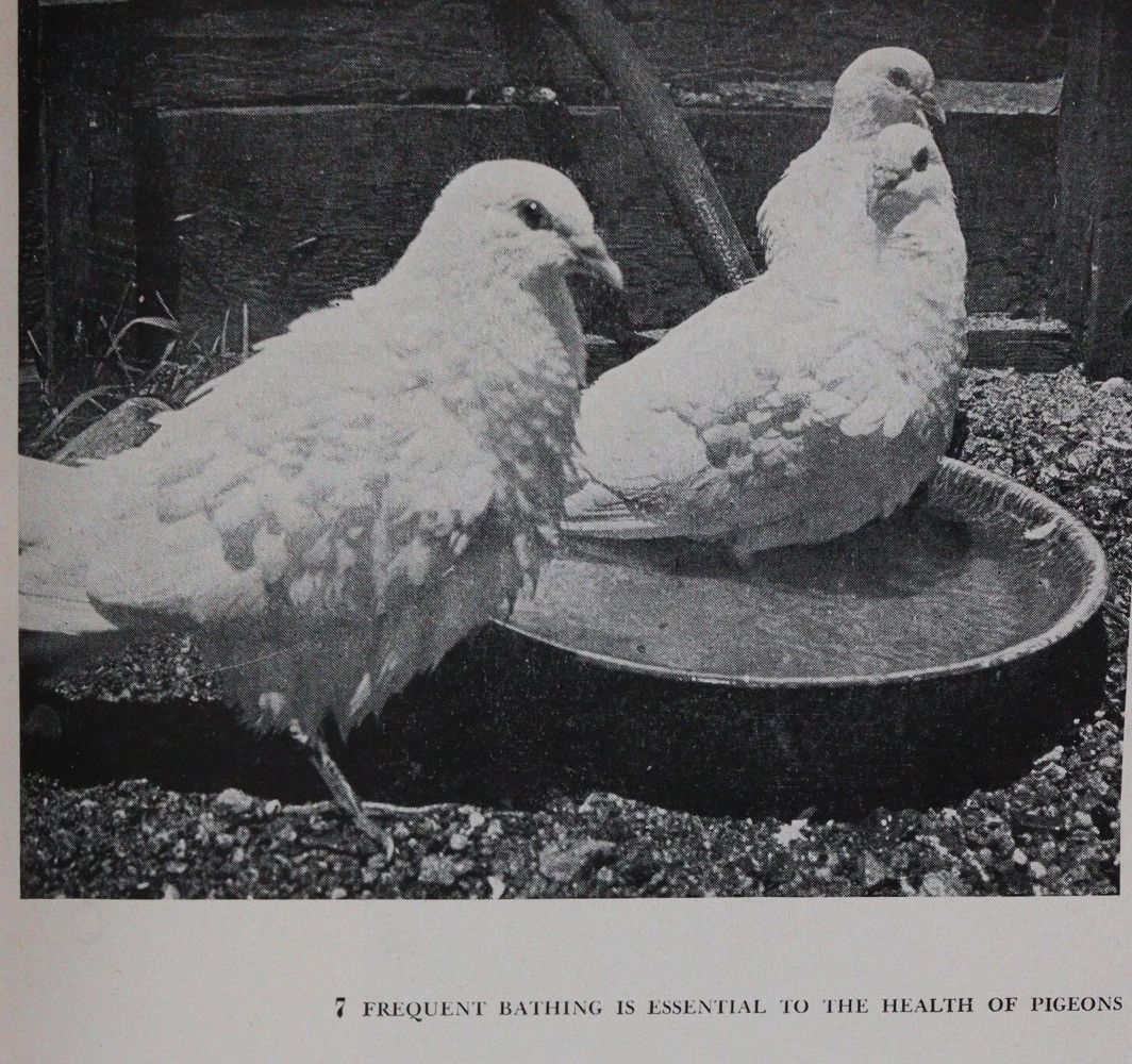 Große Abbildung Nr.1: 142-2047 Sammlung: (Zoologie, Vögel, Tauben)