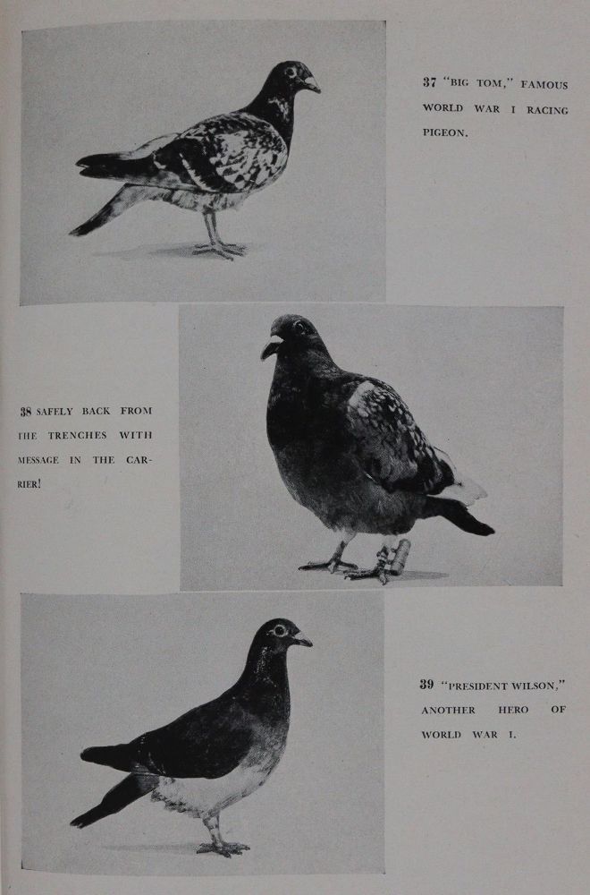 Große Abbildung Nr.2: 142-2047 Sammlung: (Zoologie, Vögel, Tauben)