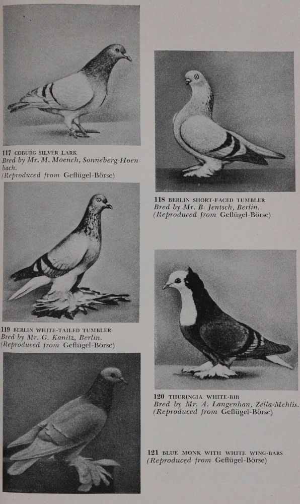 Große Abbildung Nr.3: 142-2047 Sammlung: (Zoologie, Vögel, Tauben)