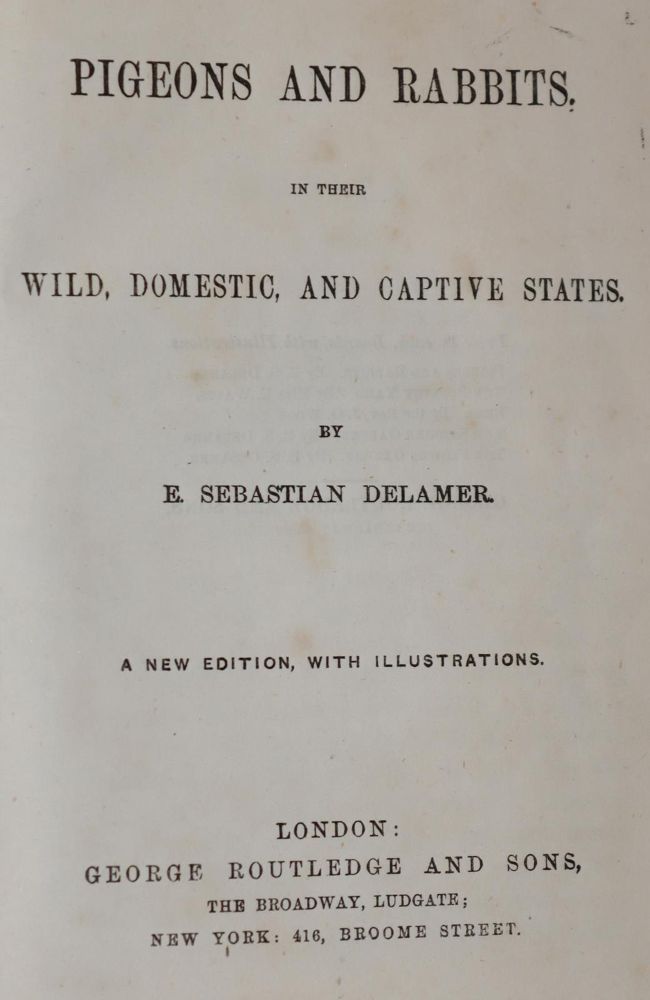 Große Abbildung Nr.1: 142-2049 Sammlung: (Zoologie, Vögel, Tauben)