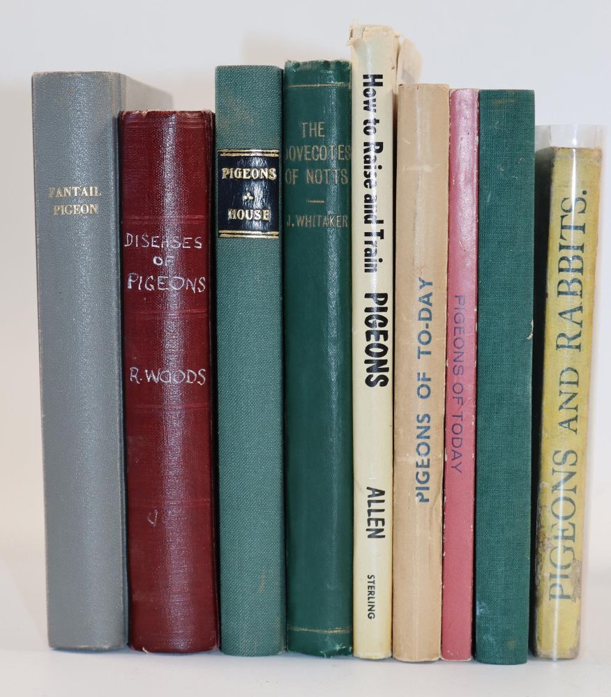 Große Abbildung Nr.3: 142-2049 Sammlung: (Zoologie, Vögel, Tauben)