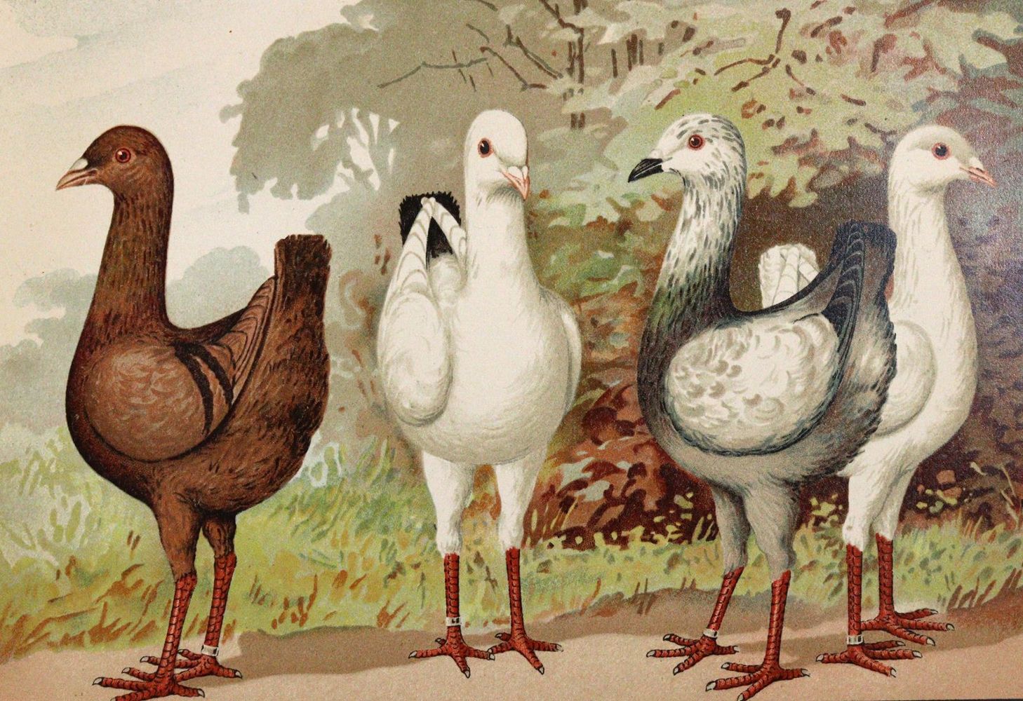 Große Abbildung Nr.2: 142-2050 Sammlung: (Zoologie, Vögel, Tauben)